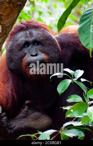 Alpha Männchen Orang-Utan Essen Porträt vorne Stockfoto