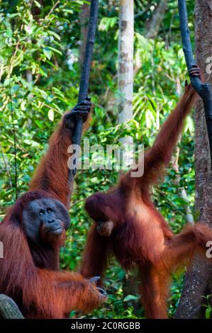 zwei Orang Utan hängt an einem Baum in den Dschungel, Indonesien Stockfoto