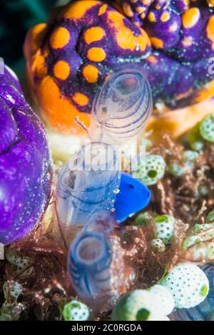Blauer Klubtunikat [Rhopalaea circula], Goldener Meeresfotze [Polycarpa aurata] und Atriolum robustum. West Papua, Indonesien. Indo-West Pacific. Stockfoto