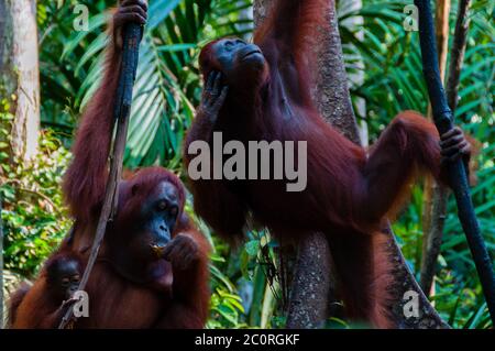 zwei Orang Utan hängt an einem Baum in den Dschungel, Indonesien Stockfoto