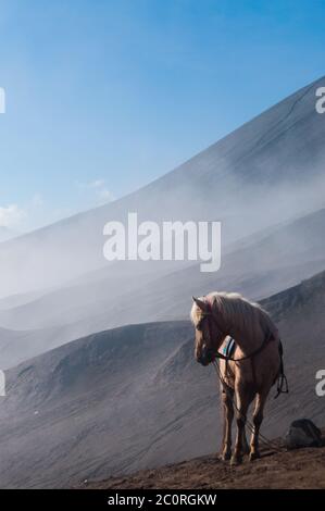 Weißes Pferd vor Berge und blauer Himmel Stockfoto