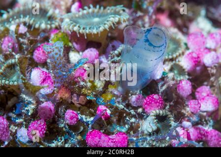 Blauer Klubtunikat [Rhopalaea circula], Seespritzer [Didemnum sp] und Zoanthiden, koloniale Anemonen - Protopalythoa-Arten. West Papua, Indonesien. I Stockfoto