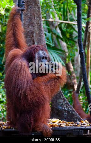 Orang Utan Alpha Männchen hängt an einem Baum in den Dschungel, Indonesien Stockfoto