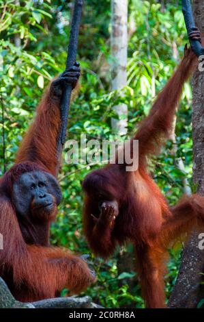 zwei Orang Utan hängt an einem Baum in den Dschungel, Indonesien Stockfoto