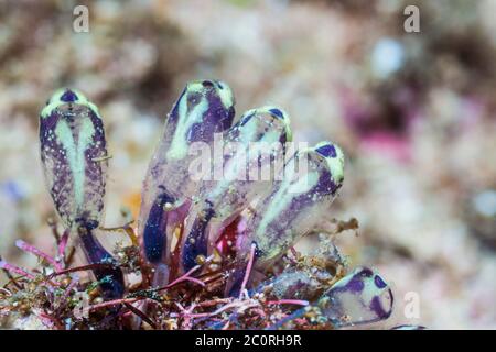 Kolonialer Purpurascian [Clavellina cf Viola]. West Papua, Indonesien. Indo-West Pacific. Stockfoto