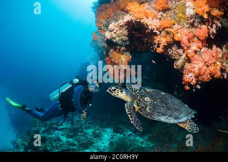 Hawksbill Turtle (Eretmochelys imbricatta) mit einem männlichen Taucher im Hintergrund. Indonesien. Stockfoto