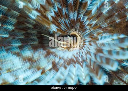 Lüfterwurm [Sabella fusca]. Nord-Sulawesi, Indonesien. Stockfoto