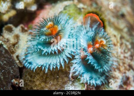 Christmas tree Worm, Staubwedel Wurm [Spirobranchus giganteus]. Nord Sulawesi, Indonesien. Stockfoto