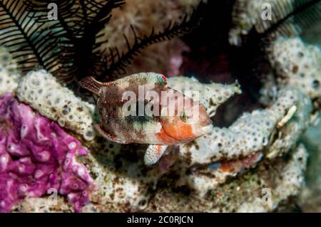 Zwei spot Lippfisch [Oxycheilinus bimaculatus]. Philippinen. Stockfoto