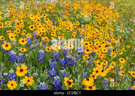 Blaubonnets und gelbe Wildblumen aus nächster Nähe Stockfoto