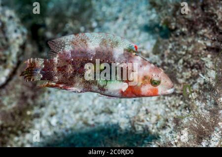 Zwei spot Lippfisch [Oxycheilinus bimaculatus]. Philippinen. Stockfoto