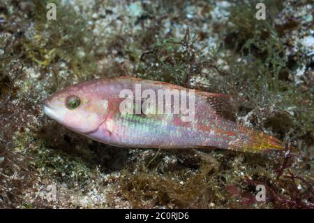 Zwei spot Lippfisch [Oxycheilinus bimaculatus]. Philippinen. Stockfoto