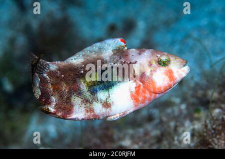 Zwei spot Lippfisch [Oxycheilinus bimaculatus]. Philippinen. Stockfoto