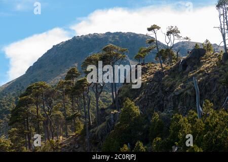 Sehr große und dünne Bäume am Hang des größten Berg Tajamulco in Guatemala Stockfoto