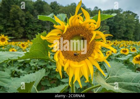 Zwei Bienen, die mit Pollen der leuchtend gelben Sonnenblumenblüte bedeckt sind, sammeln Nektar in einem Sonnenblumenfeld mit den Wäldern im Hintergrund Stockfoto