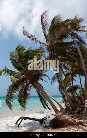 Palmen im Wind an karibischen Sandstrand Küste unter blauem Himmel im tropischen Corn Island Stockfoto