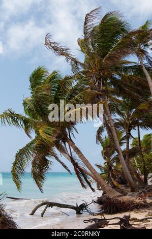 Palmen im Wind an karibischen Sandstrand Küste unter blauem Himmel im tropischen little Corn Island Stockfoto