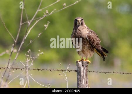 Swainsons Hawk sitzt auf einem Zaunpfosten Stockfoto