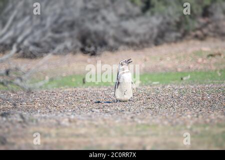 Magellanic Pinguin am Nest, Punta Tombo, Patagonien, Argentinien Stockfoto
