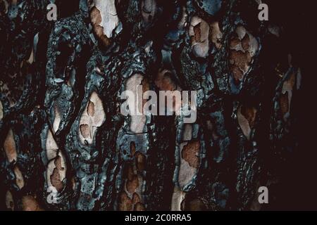 Verbrannte Baumrinde Textur nach einem Waldbrand Stockfoto