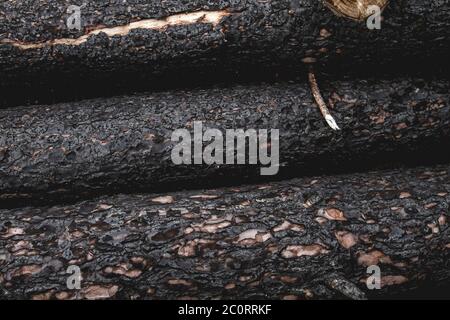 Verbrannte Bäume nach einem Waldbrand Stockfoto