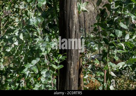 Eukalyptus mit grünem Laub und schwarz gebrannter Rinde, Pyrophyten, die nach einem Waldbrand sprießen Stockfoto