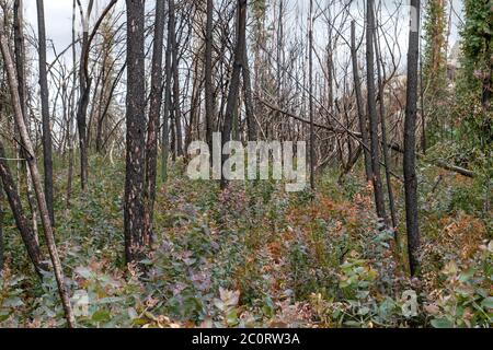 Eukalyptus pyrophyte Bäume wachsen in einem verbrannten Land in Galicien, Spanien Stockfoto