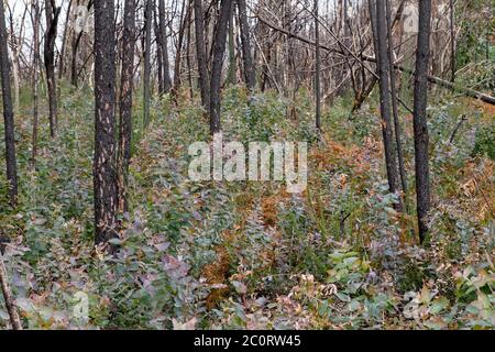 Eukalyptus pyrophyte Bäume wachsen in einem verbrannten Land in Galicien, Spanien Stockfoto