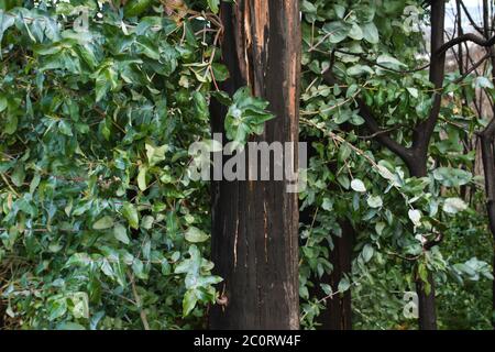 Eukalyptus mit grünem Laub und schwarz gebrannter Rinde, Pyrophyten, die nach einem Waldbrand sprießen Stockfoto