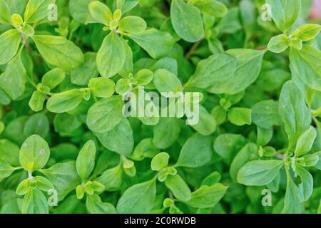 Foto von selbst gewachsenem Majoran im Garten Stockfoto