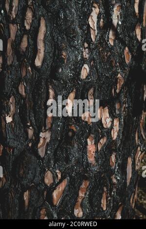 Verbrannte Baumrinde Textur nach einem Waldbrand Stockfoto