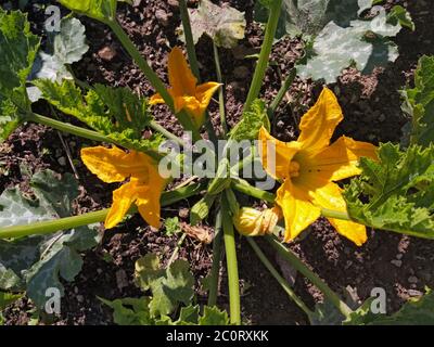 Zucchini Pflanze Cucurbita pepo mit Blumen wachsen im Garten Stockfoto