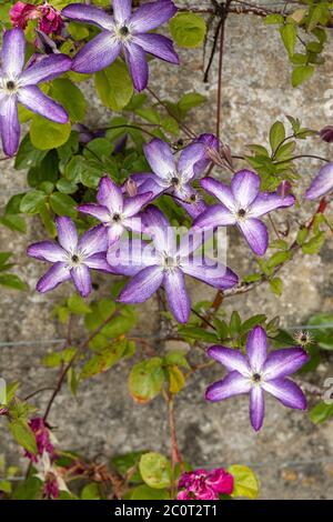 Nahaufnahme von Clematis viticella Venosa violacea, die in einem englischen Garten blüht, England, Großbritannien Stockfoto