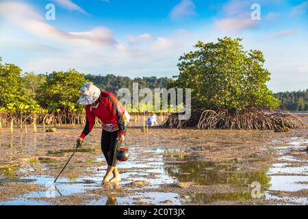Frau Muscheln geerntet auf Koh Phangan Insel, Thailand an einem Sommertag Stockfoto