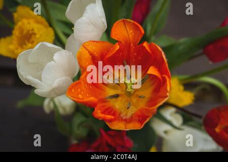 Tulpe natürliche Blumen bunte Bouquet Stockfoto