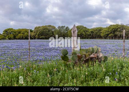 Blaubonnets in der Texas Wiese Stockfoto