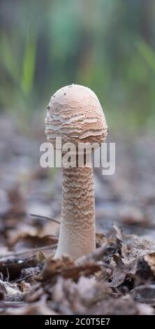 Cortinarius caperatus ist ein junger Pilz, der im Wald wächst. In der Nähe des Fußes des Pilzes, Opavshye Blätter Stockfoto