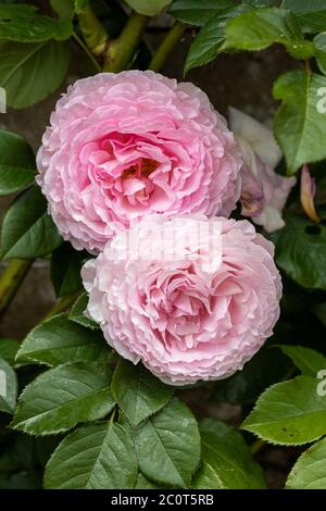 Nahaufnahme einer Rose von David Austin namens Rosa James Galway. Eine englische Kletterrose. Blüht in einem Garten in England, Großbritannien Stockfoto