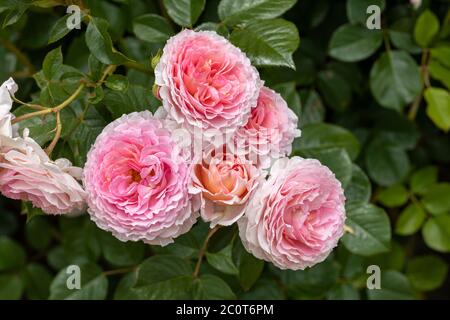 Nahaufnahme einer Rose von David Austin namens Rosa James Galway. Eine englische Kletterrose. Blüht in einem Garten in England, Großbritannien Stockfoto