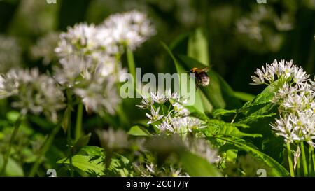 Hummel (wahrscheinlich Weißschwanzhummel (Bombus lucorum)), die an einem schönen Frühlingstag, West Yorkshire, durch Knoblauchblumen auf einem Waldboden fliegt Stockfoto