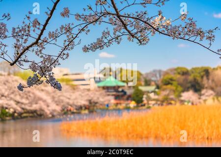 Zweig eines japanischen Sakura Kirschblütenbaumes vor einem Bokeh Hintergrund des Shinobazu Teiches und der oktogonalen Bentendo Halle des Kaneiji Templ