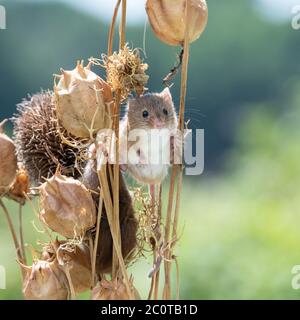 Nette Ernte Maus steht zwischen getrockneten Gräsern Stockfoto