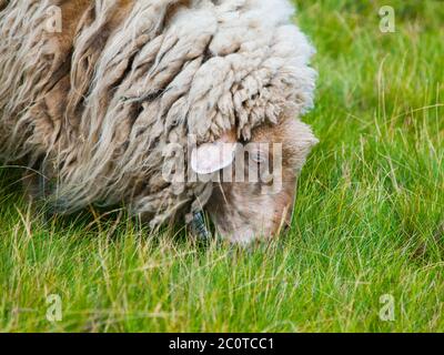 Detailansicht des Schafkopfes auf einer grünen Weide Stockfoto