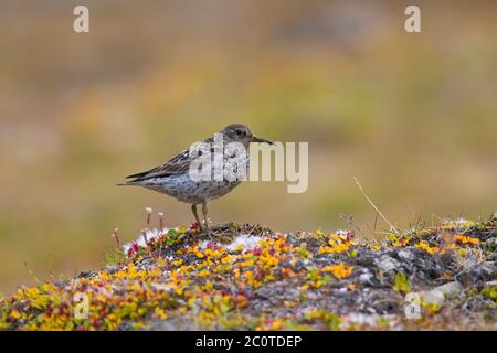 Purpurpeister (Calidris maritima) im Sommer in der Tundra in Zuchtgefieder Stockfoto