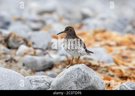 Purpurpeister (Calidris maritima) im Sommer im Brutgefieder auf Felsbrocken auf der Tundra Stockfoto