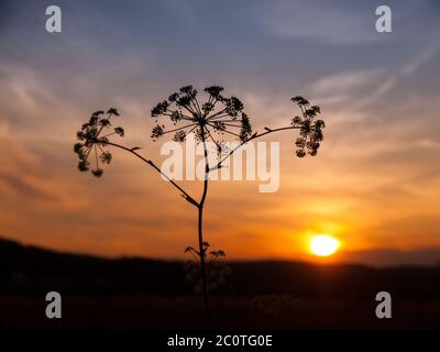 Sonnenuntergang mit Silhouette von Hogweed Pflanze, Heracleum sphondylium Stockfoto