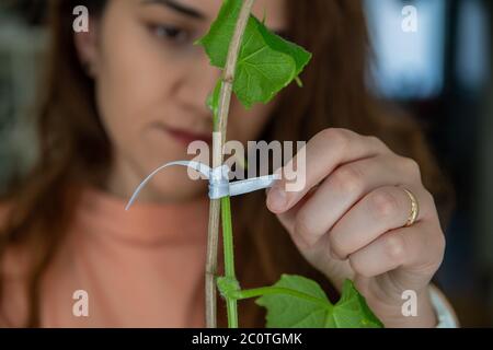 Gurkenpflanze abstecken, Home Gartenkonzept Stockfoto