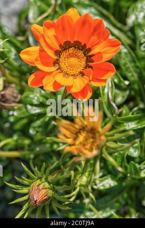 Orangefarbene Blume auf einem unscharfen Hintergrund Stockfoto