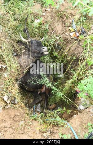 Beawar, Rajasthan, Indien - 12. Juni 2020: Eine Kuh starb aufgrund eines Fundes in einer Grube auf der Straße während des Regens in Beawar gefallen. Diese Kuh hat vor zwei Monaten ein Kalb geboren. Kuh wird Mutter genannt und in Indien verehrt. Kredit: Sumit Saraswat/Alamy Live Nachrichten Stockfoto