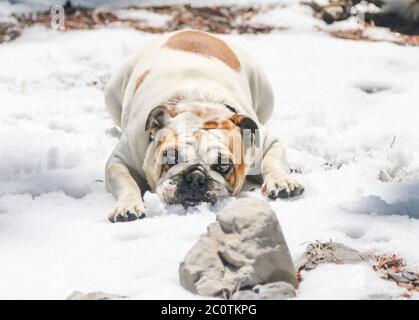 Bulldog im Schnee liegen und spielen im Winter Stockfoto